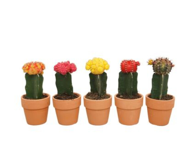 CACTUS GYMNOCALYCIUM