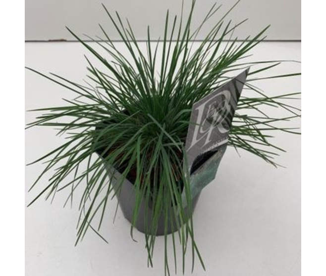 KOELERIA GLAUCA