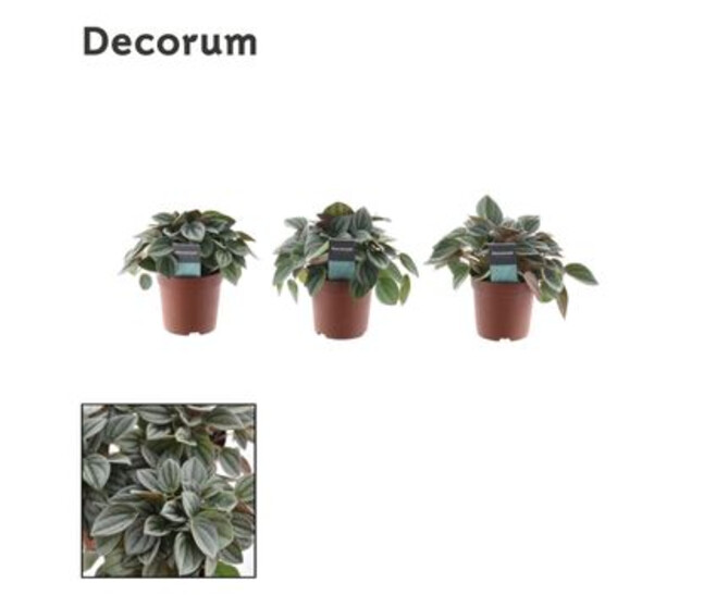PEPEROMIA NAPOLI NIGHT