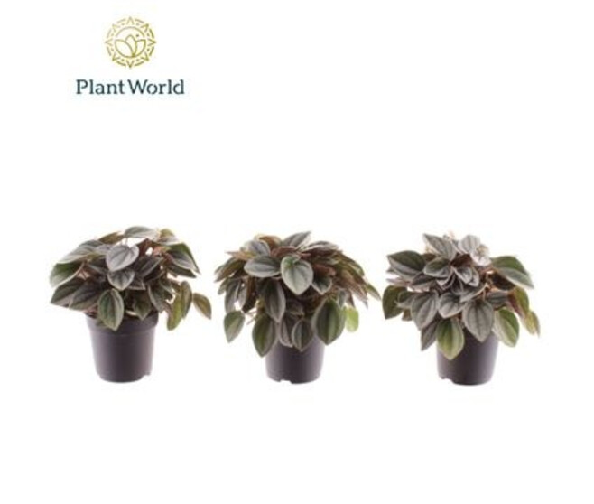 PEPEROMIA NAPOLI NIGHT