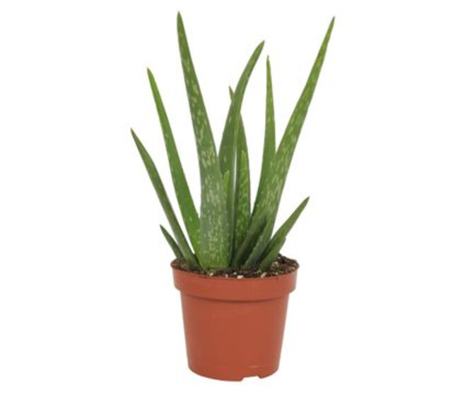 ALOE VERA