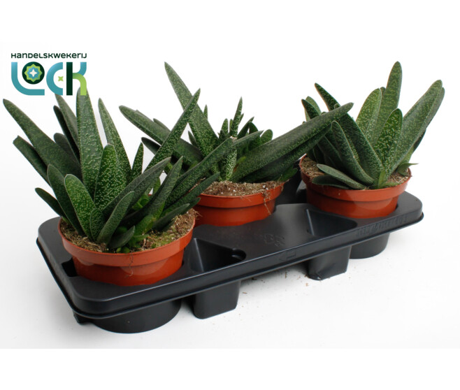 GASTERIA FLOW