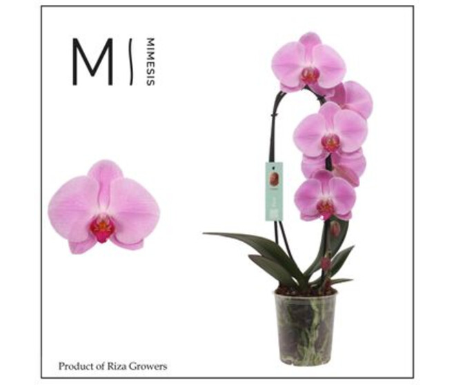 PHALAENOPSIS 1BR MAUVE CASCADE