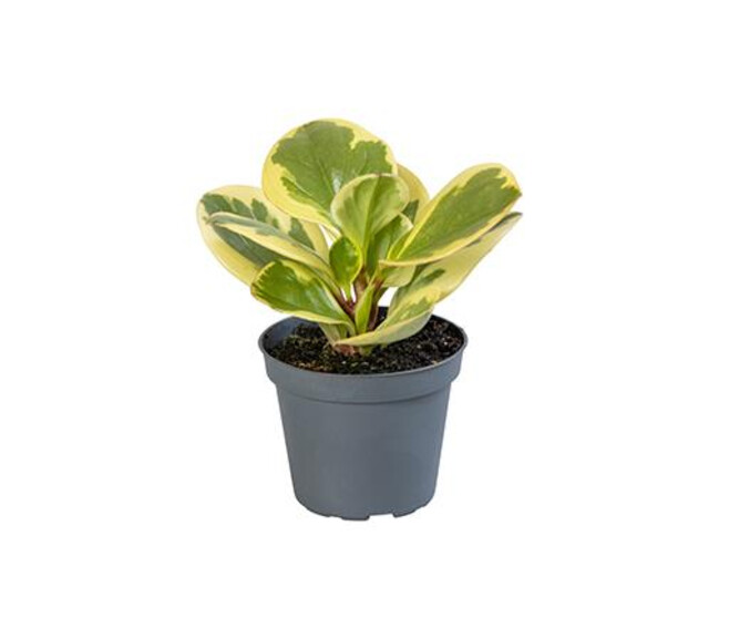 PEPEROMIA OBTUSIFOLIA