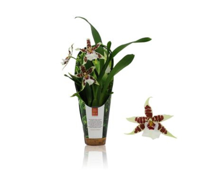 ORCHIDEE ALICEARA 1BR