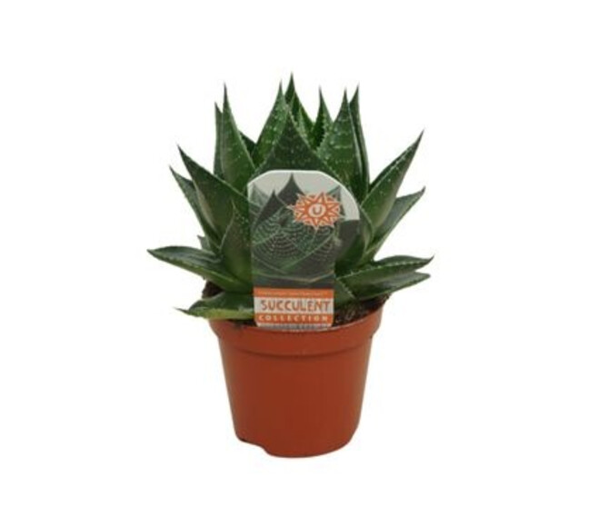 ALOE COSMO