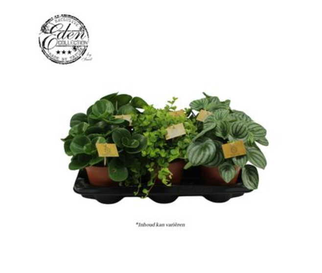 PEPEROMIA VARIE