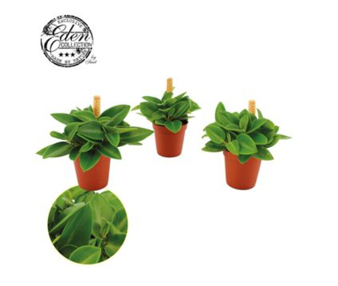 PEPEROMIA PIXIE