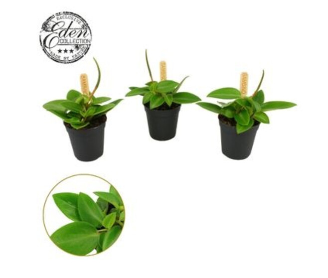 PEPEROMIA PIXIE