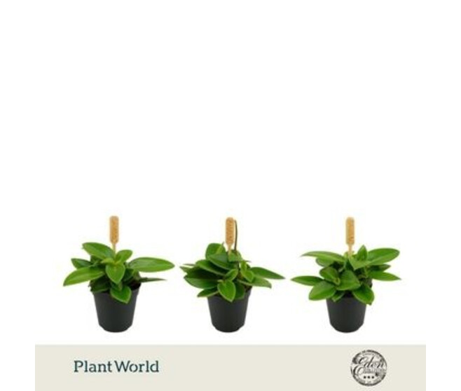 PEPEROMIA PIXIE