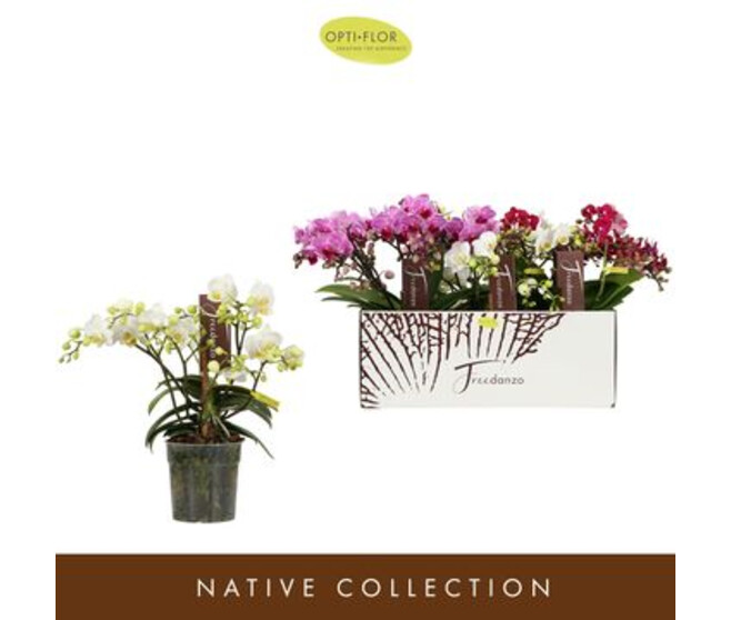 PHALAENOPSIS 2/3BR MF VARIE