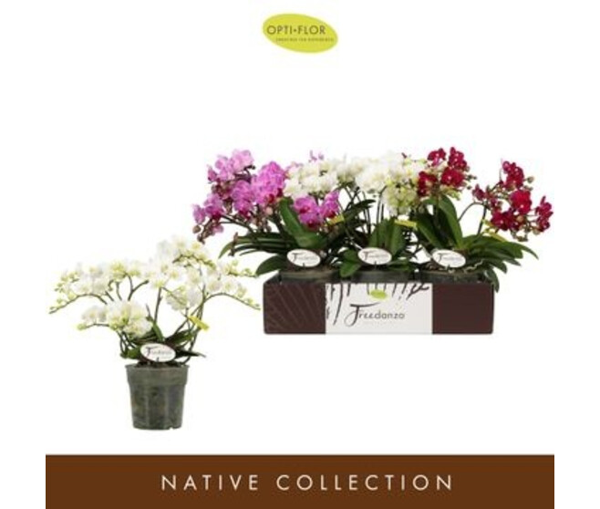 PHALAENOPSIS 2/3BR MF VARIE