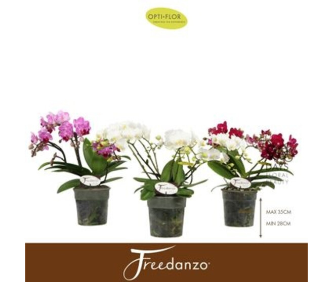 PHALAENOPSIS 2/3BR MF VARIE