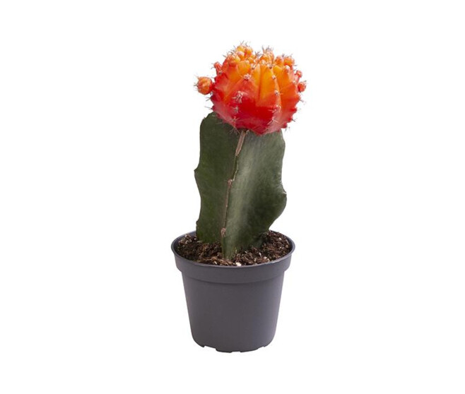 CACTUS GYMNOCALYCIUM