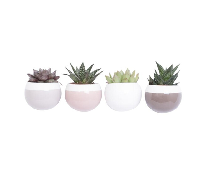 SUCCULENTE CERAM MAGNETIQUE