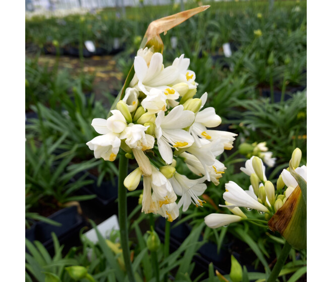 AGAPANTHE EVER WHITE