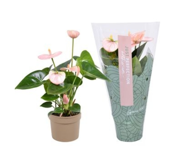 ANTHURIUM ANDREANUM ROSE