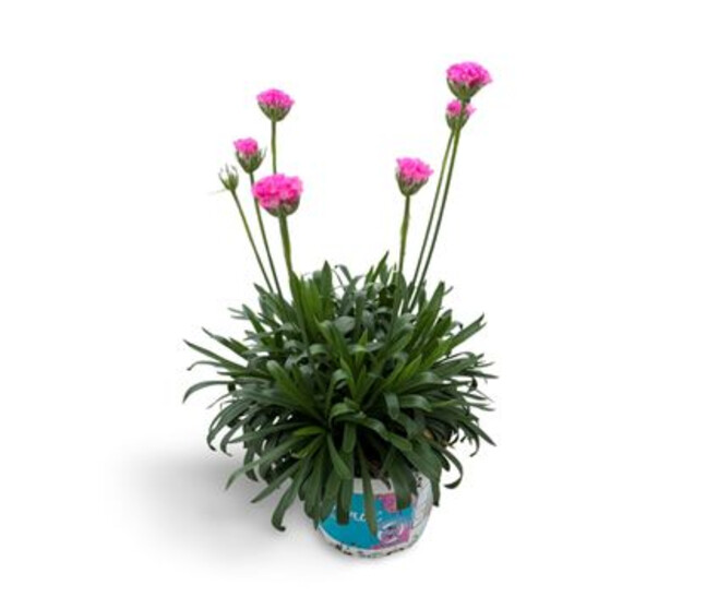ARMERIA DAYDREAM