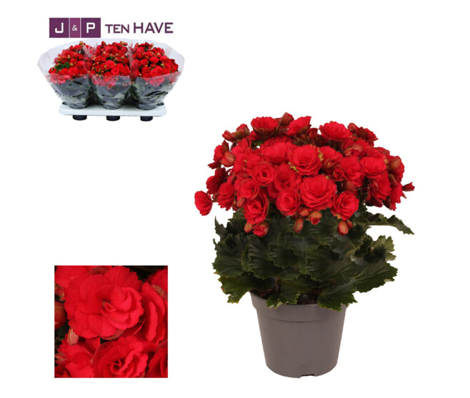 BEGONIA GRACE ROUGE