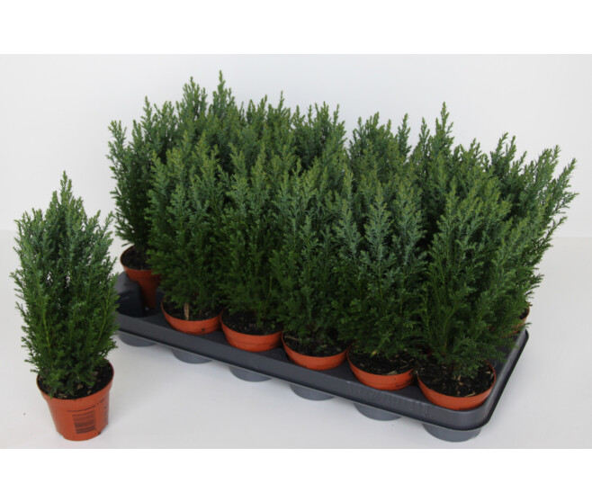 CHAMAECYPARIS ELWOODII