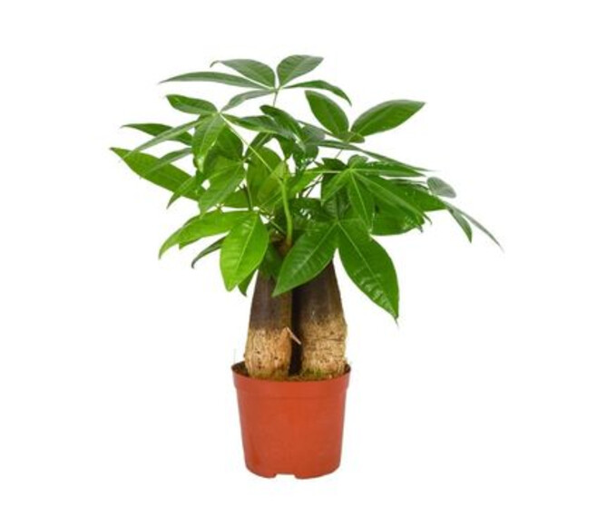 PACHIRA TRESSE