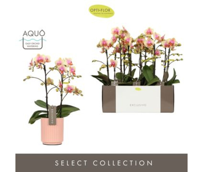 PHALAENOPSIS 2BR MF CERAM