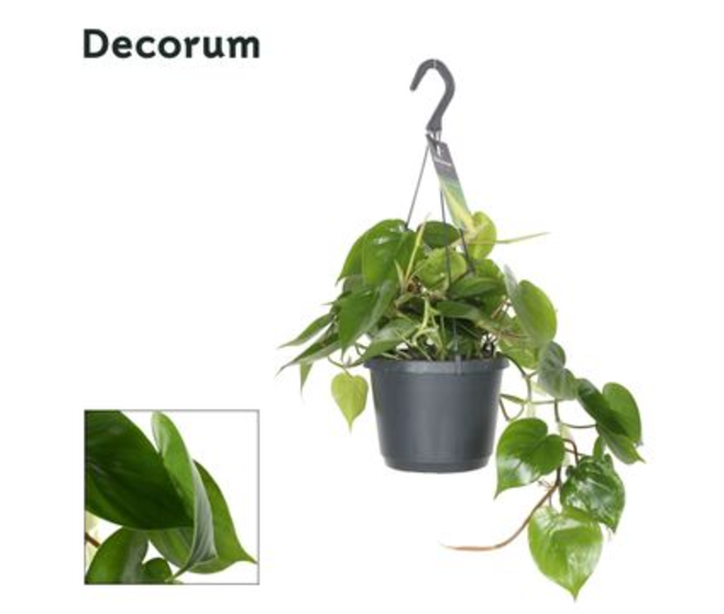 PHILODENDRON SCANDENS SUSP
