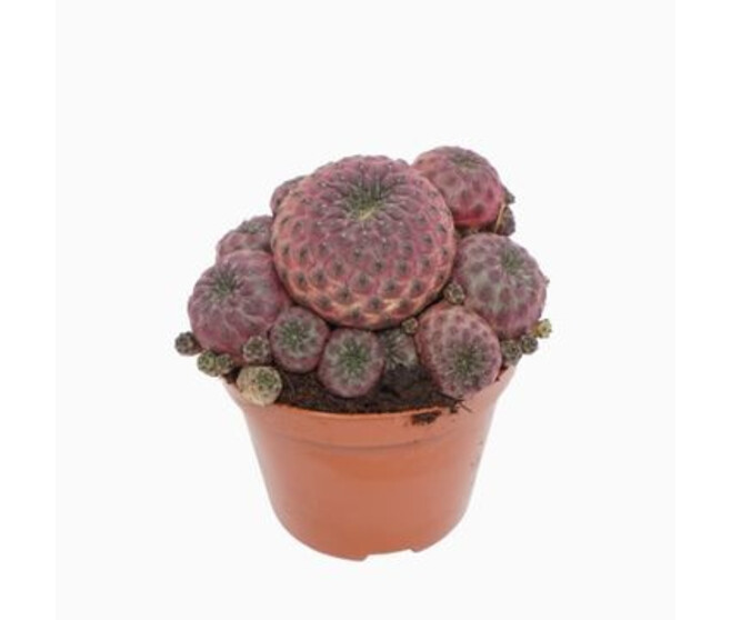 CACTUS REBUTIA