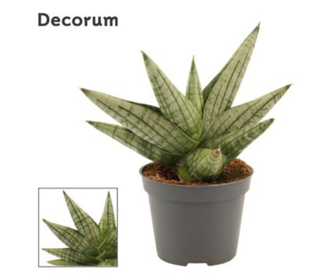 SANSEVIERIA STYLISH FAN