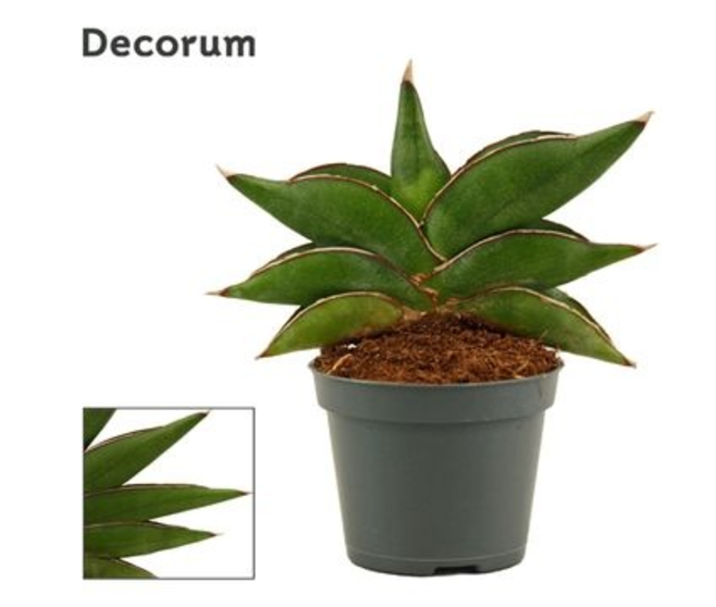 SANSEVIERIA STYLISH FAN