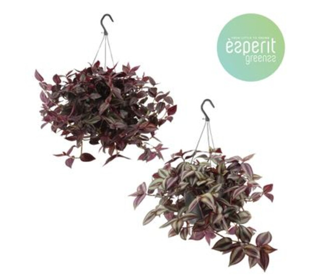 TRADESCANTIA VARIES