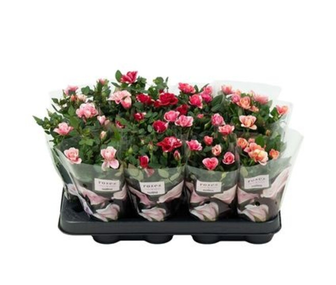 ROSIER PARTY