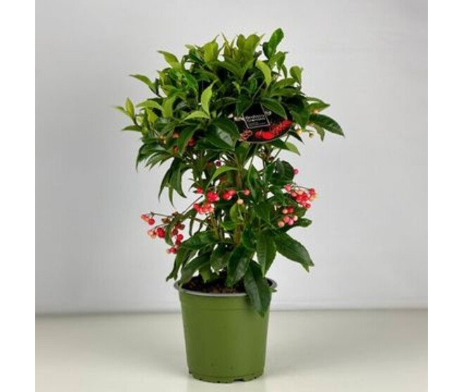 ARDISIA CRENATA