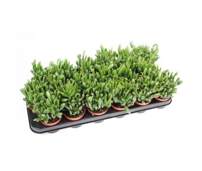 CRASSULA HOBBIT