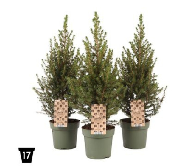 PICEA GLAUCA DECEMBER