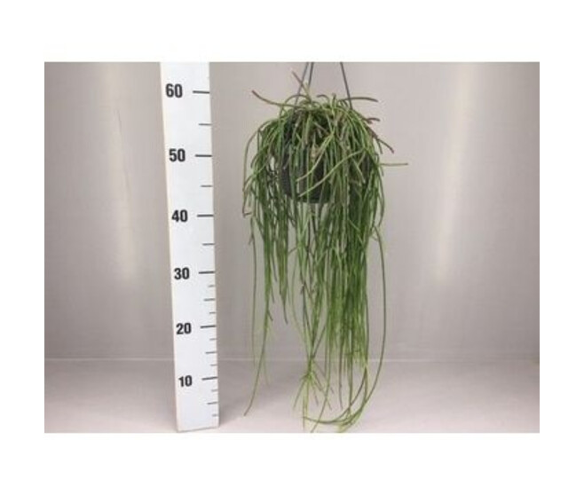 RHIPSALIS PUNICEODISCUS SUSP