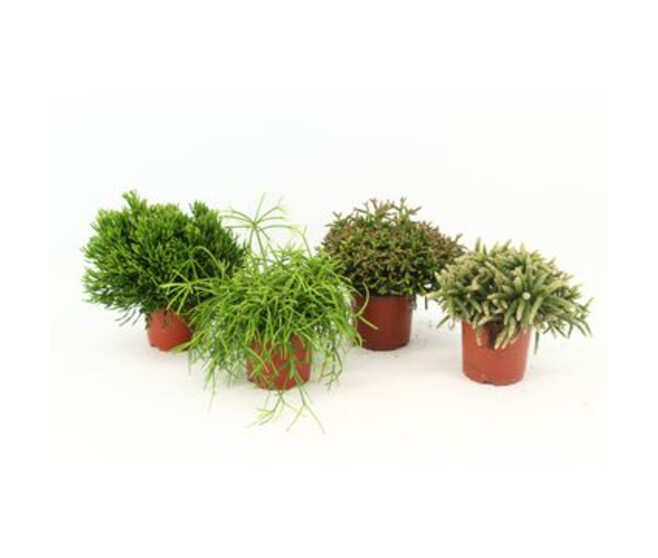 RHIPSALIS VARIE