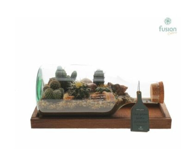 COMPO CACTUS BOUTEILLE SUPPORT BOIS