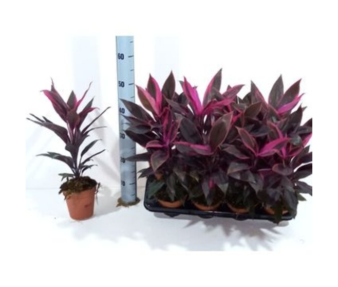 CORDYLINE TANGO