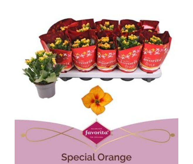 KALANCHOE TIGER ORANGE