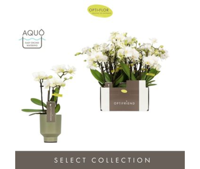 PHALAENOPSIS 4BR MF BLANC CERAM