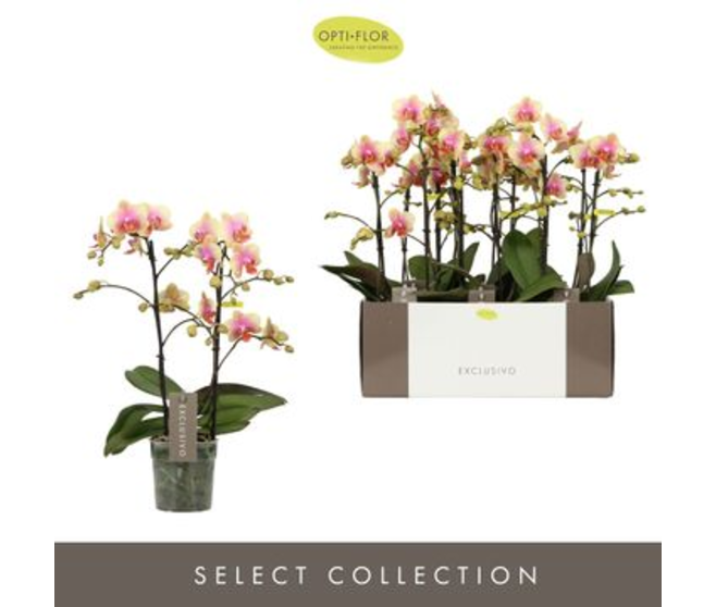 PHALAENOPSIS 2BR JAUNE ROSE