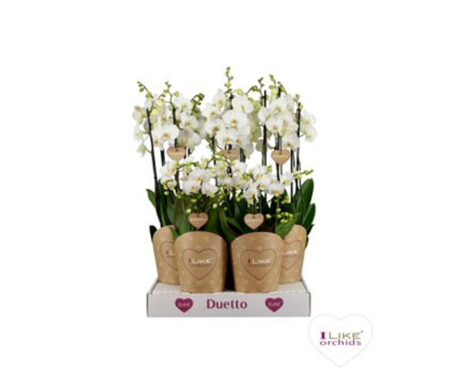 PHALAENOPSIS X2 4BR BLANC