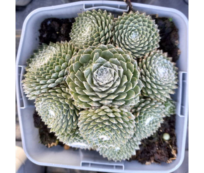 SEMPERVIVUM COLOROCKZ ARCTIC WHITE