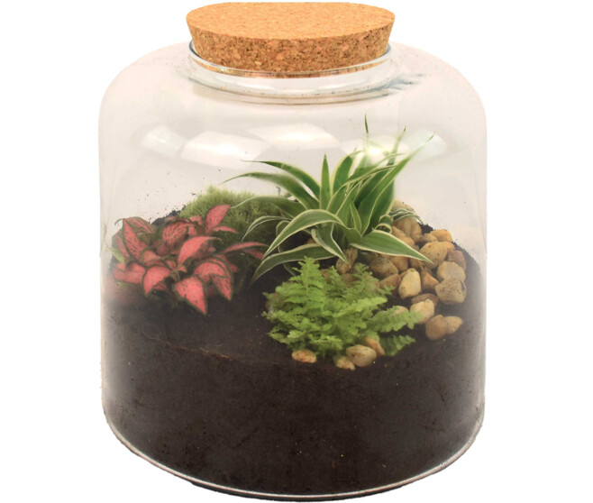 TERRARIUM BIRMANIE 20