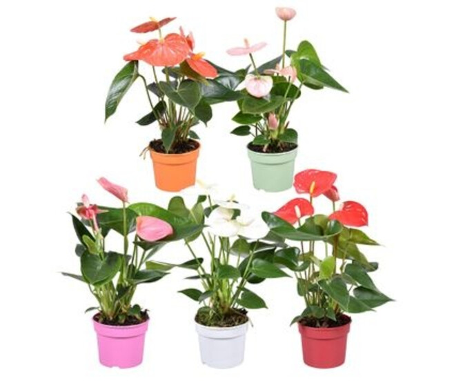 ANTHURIUM ANDREANUM VARIES