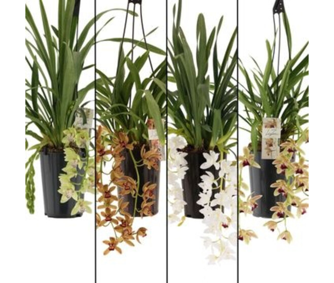 CYMBIDIUM 3BR CASCADE