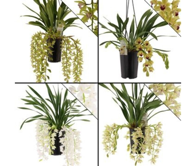 CYMBIDIUM 5/6BR CASCADE