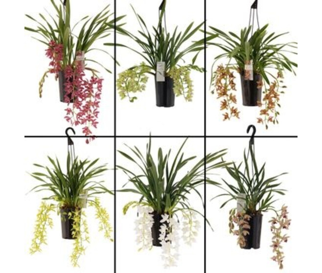 CYMBIDIUM 5/6BR CASCADE