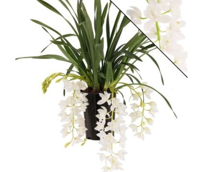 CYMBIDIUM 3/4BR ICE CASCADE